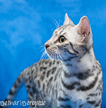 Bengal silber rosetted